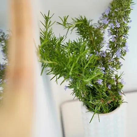 Matyóróza Apartamento *